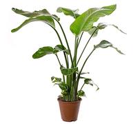 Plante d'intérieur Strelitzia Nicolai, grande et réelle, à feuillage persistant, exotique et élancée. vert
