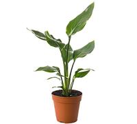 Plante d'intérieur Strelitzia Nicolai, grande et réelle, à feuillage persistant, exotique et élancée. vert