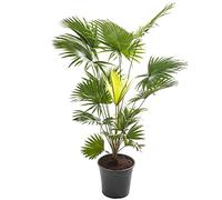 Plante d'intérieur tropicale, le palmier Livistona est grand et réellement persistant.