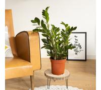 Plante d'intérieur zamioculcas
