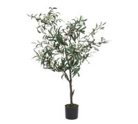 Plante d'olivier C-Pot 492Les feuilles H120