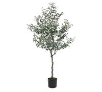 Plante d'olivier C-Pot 984Les feuilles H150