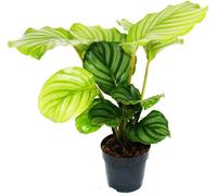 Plante d'ombre à l'aspect zèbre - Calathea orbifolia - pot 12cm - hauteur 40cm env.