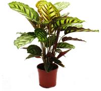 Plante d'ombre à motif de feuilles inhabituel - Calathea roseapicta - pot de 14cm - hauteur env. 50cm