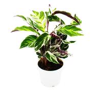 Plante d'ombre avec un motif de feuilles inhabituel - Calathea Fusion White - Pot de 14 cm - Hauteur d'environ 40 cm