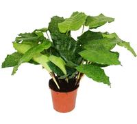 Plante d'ombre avec un motif de feuilles inhabituel - Calathea musaica "Network" - pot de 14 cm - hauteur 40 cm environ