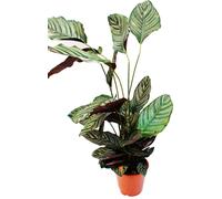 Plante d'ombre XXL avec un motif de feuilles inhabituel - Calathea ornata - pot de 19 cm - environ 70-90 cm de haut