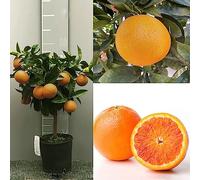 Plante d'oranger SAVINI VIVAI, agrume Tarocco Orange en pot de 20 cm hauteur 70 cm 2-3 ans de greffage, fabriqué en Italie