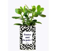 Plante drôle - Foutez Moi la Paix - Plante d'intérieur