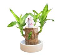 Plante en Bois brésilien, Mini Bois debambou portebonheur du Brésil, Plante en Bois portebonheur du Brésil avec Statues de Moines, Plante hydroponique en Bois brésilien, Décoration de Bureau