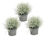 Plante en fil de fer barbelé - fil d'argent - Calocephalus brownii - set de 3 plantes - pot 12cm