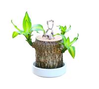 Plante en pot en bois chanceux brésilien - Mini arbre de la fortune avec plateau en plastique,décoration d'intérieur de bureau,plante en pot hydroponique (Homme en bois, 1)