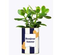 Plante Facile à Entretenir - Bonjour Amour - Plante d'intérieur