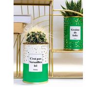 Plante Facile à Entretenir - C'est Pas Versailles Ici - Plante d'intérieur