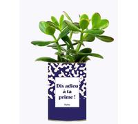 Plante Facile à Entretenir - Dis Adieu à ta Prime ! - Plante d'intérieur