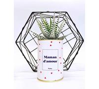 Plante Facile à Entretenir - Maman d'amour - Plante d'intérieur