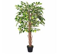 Plante Figuier pleureur Ficus Benjamina Vert & Crème 122 cm