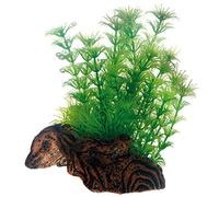 PLANTE FLORA ROOT 3S 17 cm HOBBY 51597