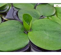 Plante flottante pour aquarium et étang - Morsure de grenouille - Limnobium laevigatum - Garnelio Portion