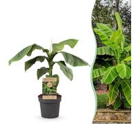 Plante fruitière - Banane fibre japonaise - Musa Basjoo - Rustique - 80-90cm - Ø21cm - Plante de jardin
