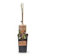 Plante fruitière - Figuier - Ficus caria Little mis Figgy - Fruit Rouge - 2 plantes - 40-50cm - Ø15cm - Plante de jardin