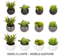 plante grasse aimant 6cm - 114759