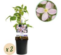 Plante grimpante Clematis montana Rubens - Fleurs rose clair - Floraison précoce - 2 plantes - 11 cm x H40 cm - Jusqu'à 10 m - Entretien facile - Idéal pour jardin, balcon & pergola