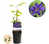 Plante grimpante Clematis The President - Fleurs roses - 2 plantes - 11 cm x H40 cm - Jusqu'à 3 m - Entretien facile - Idéal pour jardin, balcon & pergola