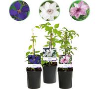 Plante grimpante Clematis Tricolour - Fleurs multicolores rose blanc lilas - Peu de soins - 3 plantes - 11 cm Hauteur 40 cm - Pour jardin, balcon & pergolas