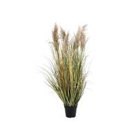 Plante Gynerium Pampas C-Pot H120