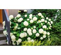 Plante Hydrangea Strong Annabelle : x1