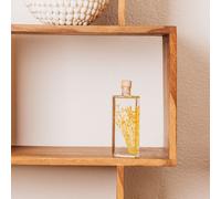 Plante immergée broom jaune h17