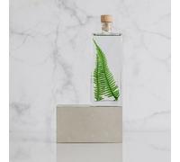 Plante immergée fougère montagnes h17