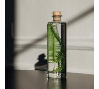 Plante immergée fougère montagnes h23