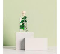 Plante immergée lierre helix vert h12