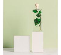 Plante immergée lierre helix vert h17