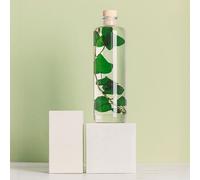 Plante immergée lierre helix vert h23