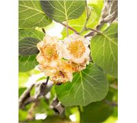 Plante KIWI JAUNE Plante Mâle Pollinisateur - en pot Ø 20 cm - H. 150/180 cm
