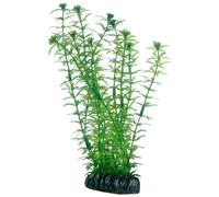 PLANTE LAGAROSIPHON 20 cm HOBBY-----