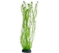 PLANTE LAGAROSIPHON 34 cm HOBBY-----