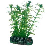 PLANTE LAGAROSIPHON 7 cm HOBBY 51573