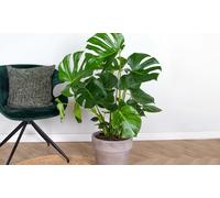 Bloomique - Lot de 2 - Monstera Deliciosa - Plante à trous - Dépolluante - Facile à entretenir - 50-60 cm de Haut - Pot 17 cm