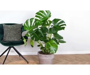 Plante Monstera Deliciosa : P21H80 / 1
