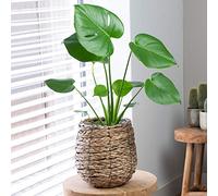 Plante Monstera Faux Philodendron Exceptionnel | Plante d'Intérieur Haut de Gamme Cadeau| (40-50cm pot inclus)