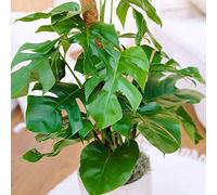 Plante Monstera Faux Philodendron | Idéale pour la Maison ou le Bureau | 40-50 cm en pot