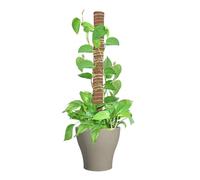 Plante Moss Pole - Bâtons d'escalade de jardin, treillis de plantes d'intérieur | Support de plantes amovibles Poteaux de mousse de noix de coco de monstres, pousser en treillis vers le haut, piquets