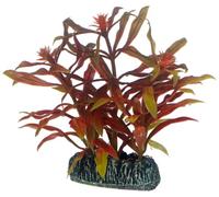 PLANTE NESAEA 7 cm HOBBY------------ 51569