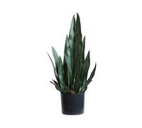 Plante nordique imitation serpent - 60 cm, agave artificiel, parfait pour la décoration d'intérieur et d'extérieur, plantes artificielles élégantes en pot pour une verdure nécessitant peu d'entretien