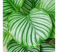 Plante Paon Calathea Qualité Supérieure | 30-40cm en Pot | Plante d'Intérieur à Vendre