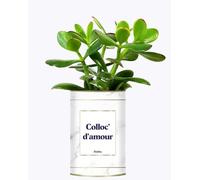 Plante Personnalisée - Colloc d'amour - Plante d'intérieur